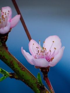 Pink Blossom screenshot #1 240x320