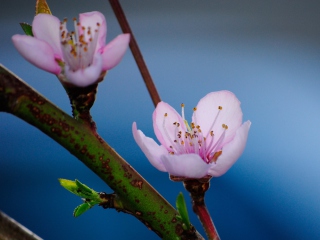 Pink Blossom screenshot #1 320x240