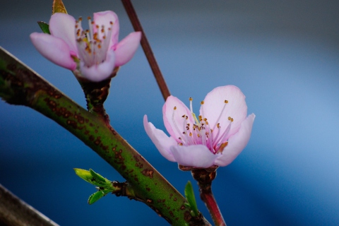 Fondo de pantalla Pink Blossom 480x320