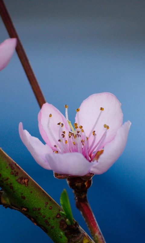 Обои Pink Blossom 480x800