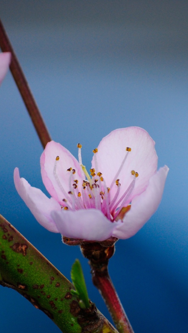 Sfondi Pink Blossom 640x1136