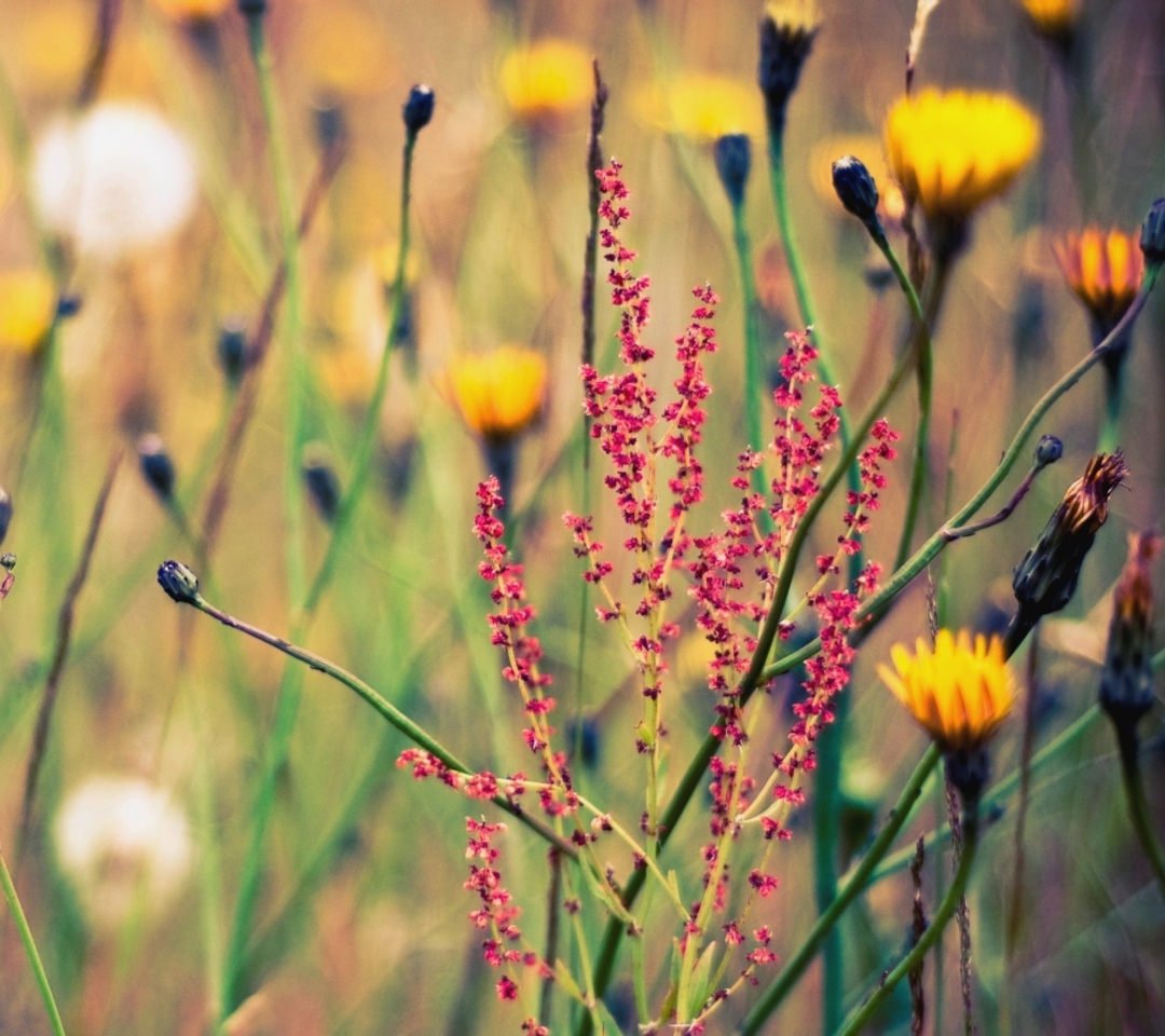 Das Field Plants And Flowers Wallpaper 1080x960