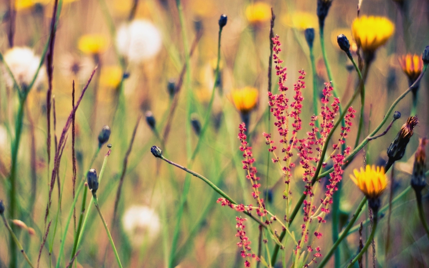 Screenshot №1 pro téma Field Plants And Flowers 1440x900