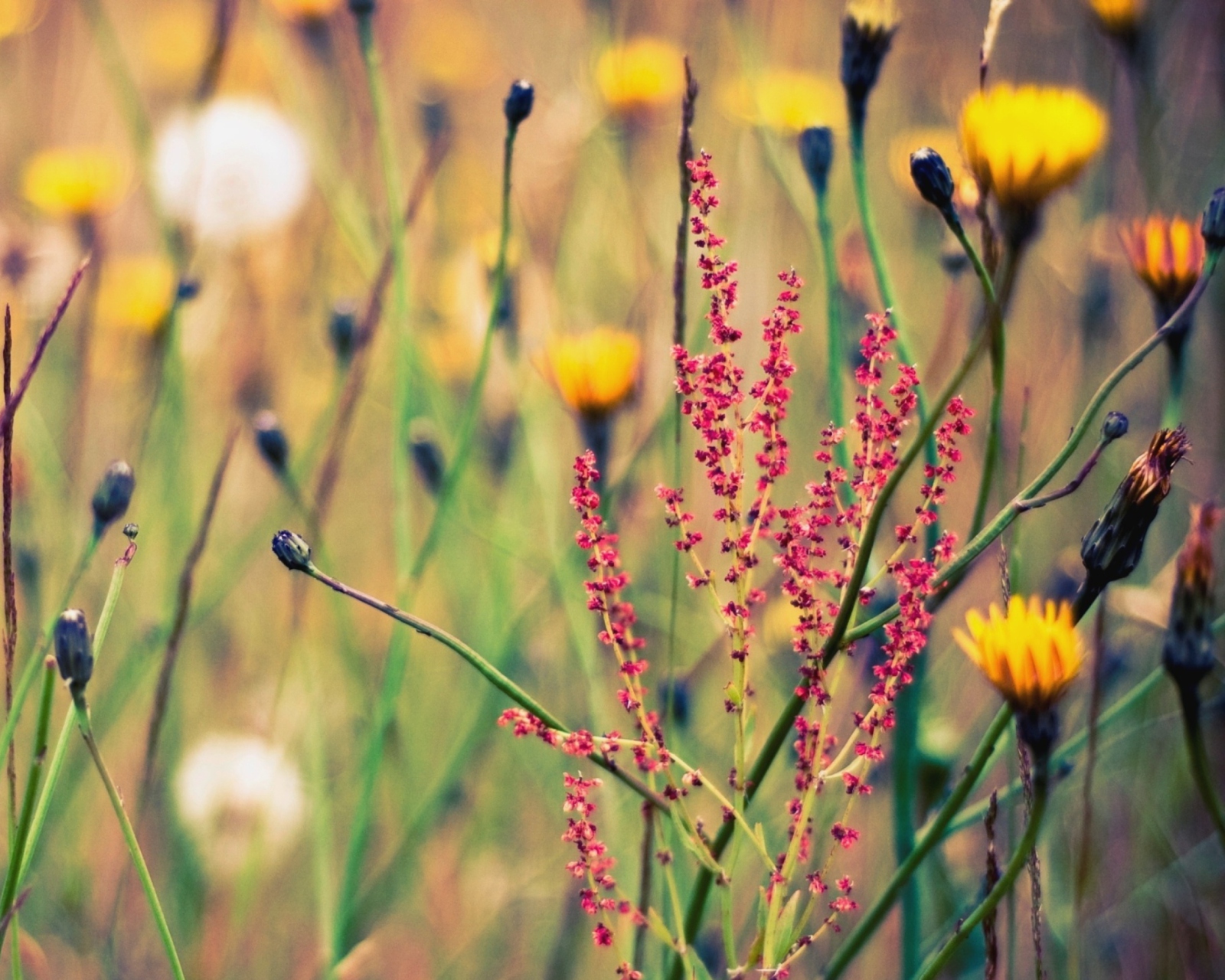 Sfondi Field Plants And Flowers 1600x1280