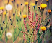 Das Field Plants And Flowers Wallpaper 176x144