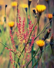 Field Plants And Flowers screenshot #1 176x220