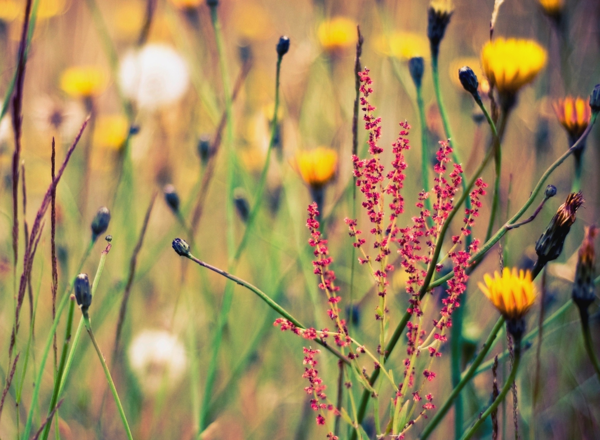 Das Field Plants And Flowers Wallpaper 1920x1408