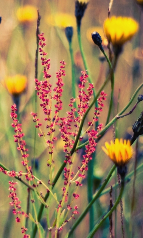 Field Plants And Flowers screenshot #1 480x800