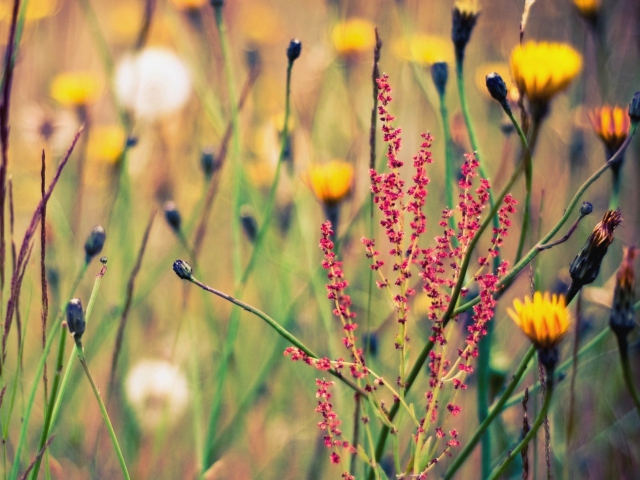 Das Field Plants And Flowers Wallpaper 640x480