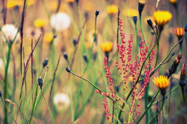 Field Plants And Flowers wallpaper