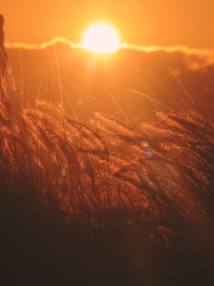 Sunset Corn screenshot #1 240x320