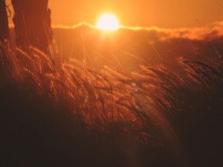 Sunset Corn wallpaper 320x240