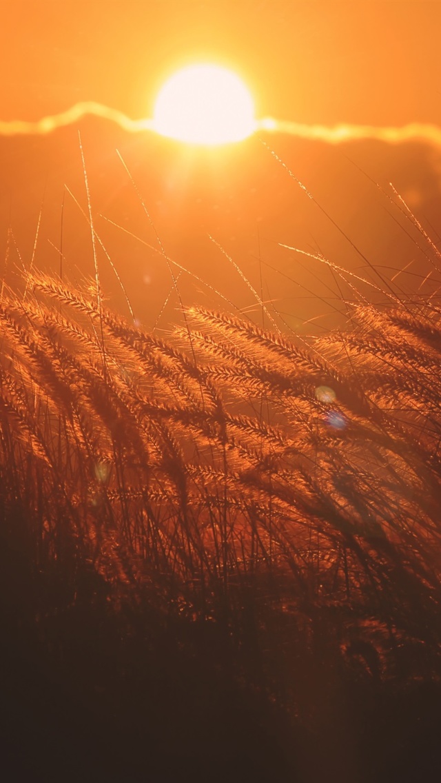 Sunset Corn screenshot #1 640x1136