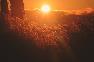 Sunset Corn Wallpaper for Android, iPhone and iPad