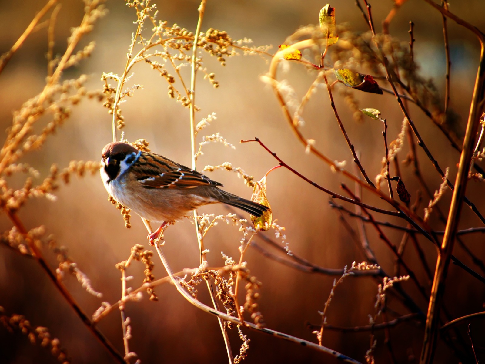 Bird On Branch wallpaper 1600x1200