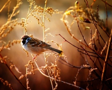 Обои Bird On Branch 220x176