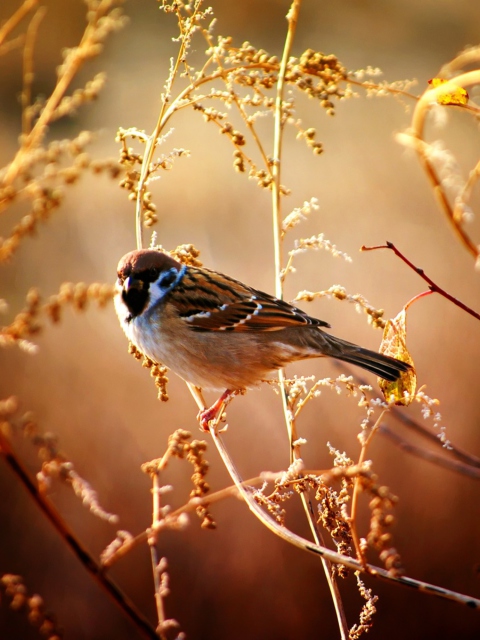 Bird On Branch screenshot #1 480x640