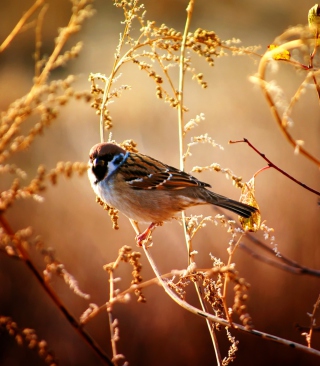 Bird On Branch papel de parede para celular para Nokia C2-05