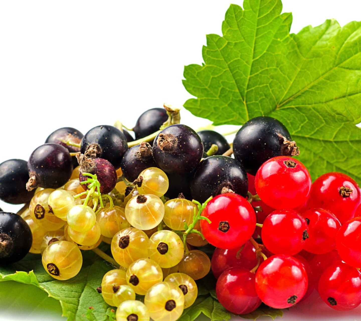 Currant wallpaper 1440x1280