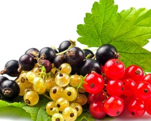 Currant wallpaper 220x176