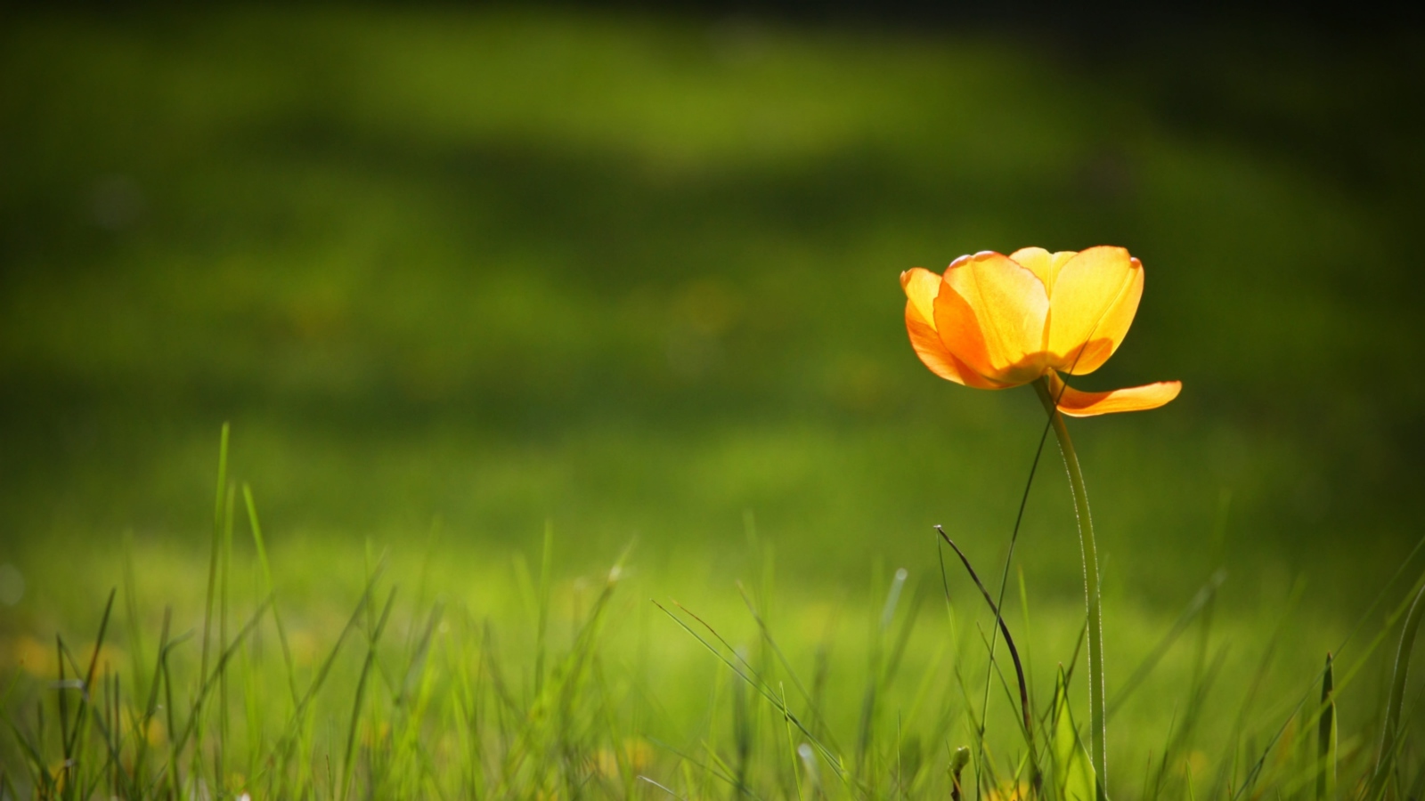 Yellow Tulip screenshot #1 1600x900