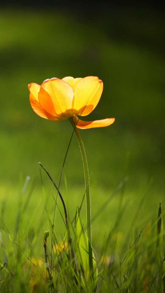 Sfondi Yellow Tulip 640x1136