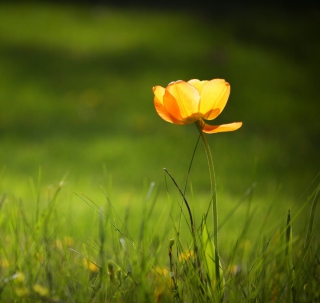 Yellow Tulip sfondi gratuiti per 2048x2048