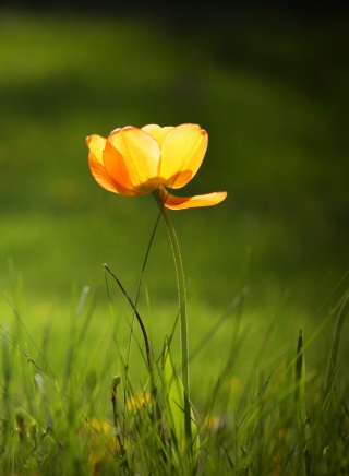 Yellow Tulip sfondi gratuiti per iPhone 4S