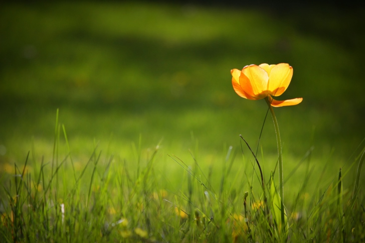 Fondo de pantalla Yellow Tulip