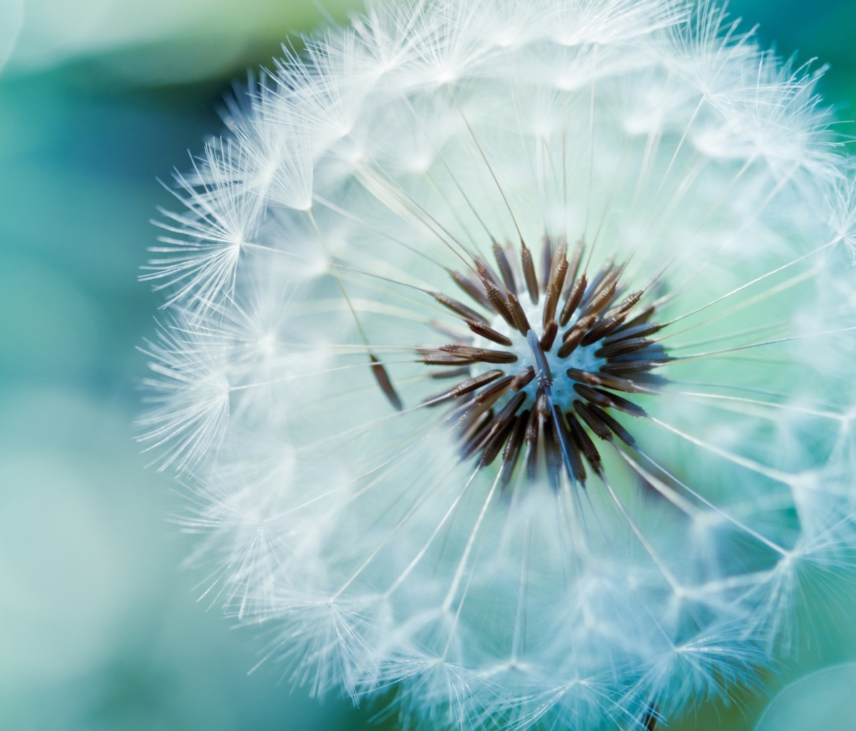 Обои Dandelion 1200x1024