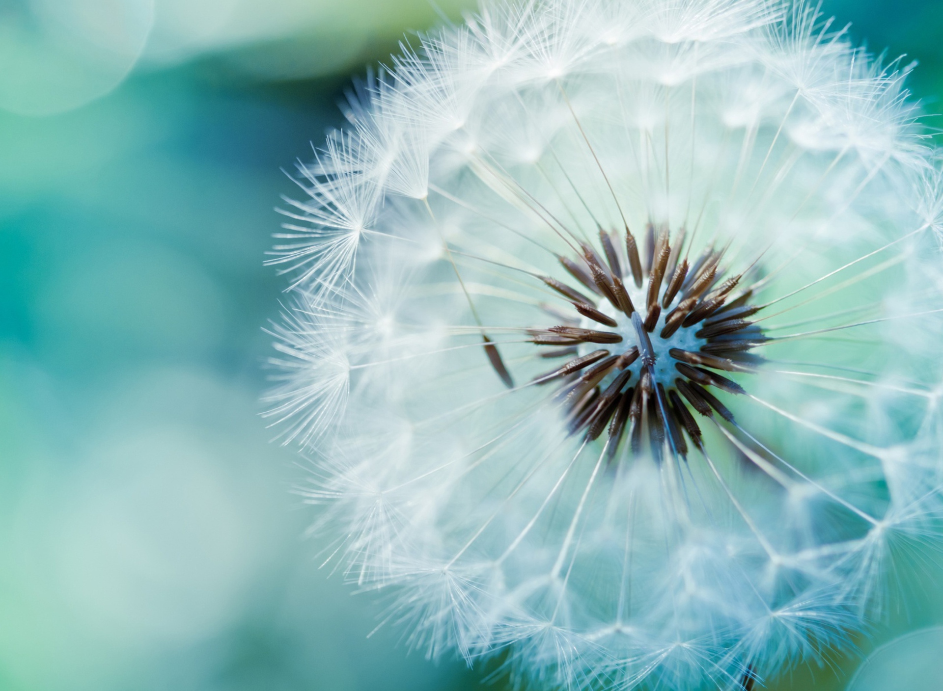 Fondo de pantalla Dandelion 1920x1408