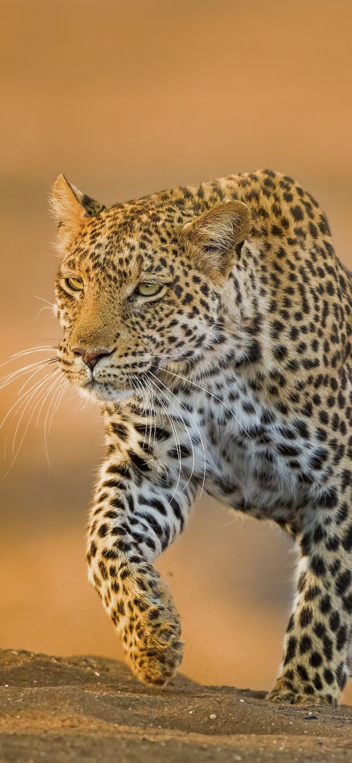 Leopard wallpaper 1170x2532