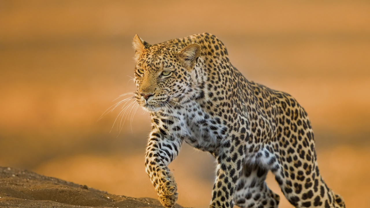 Leopard wallpaper 1280x720