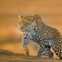 Leopard wallpaper 128x128