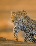 Leopard wallpaper 128x160