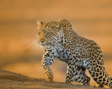 Sfondi Leopard 220x176