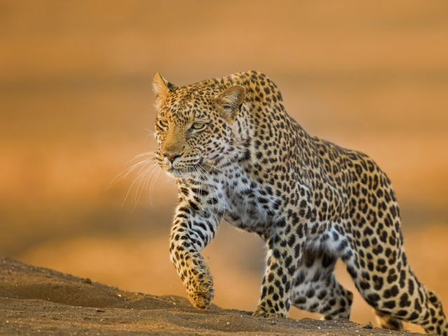 Leopard wallpaper 640x480