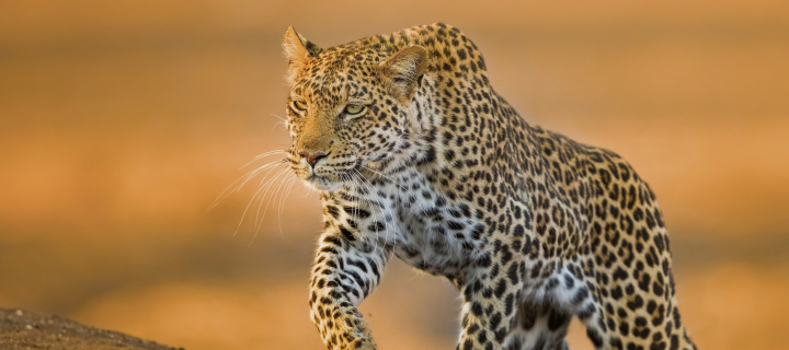 Leopard screenshot #1 720x320