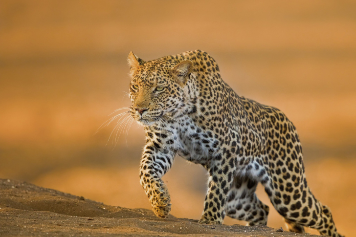 Sfondi Leopard
