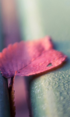 Pink Petal wallpaper 240x400