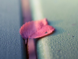 Pink Petal wallpaper 320x240