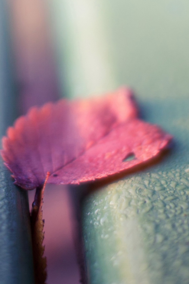 Pink Petal wallpaper 640x960