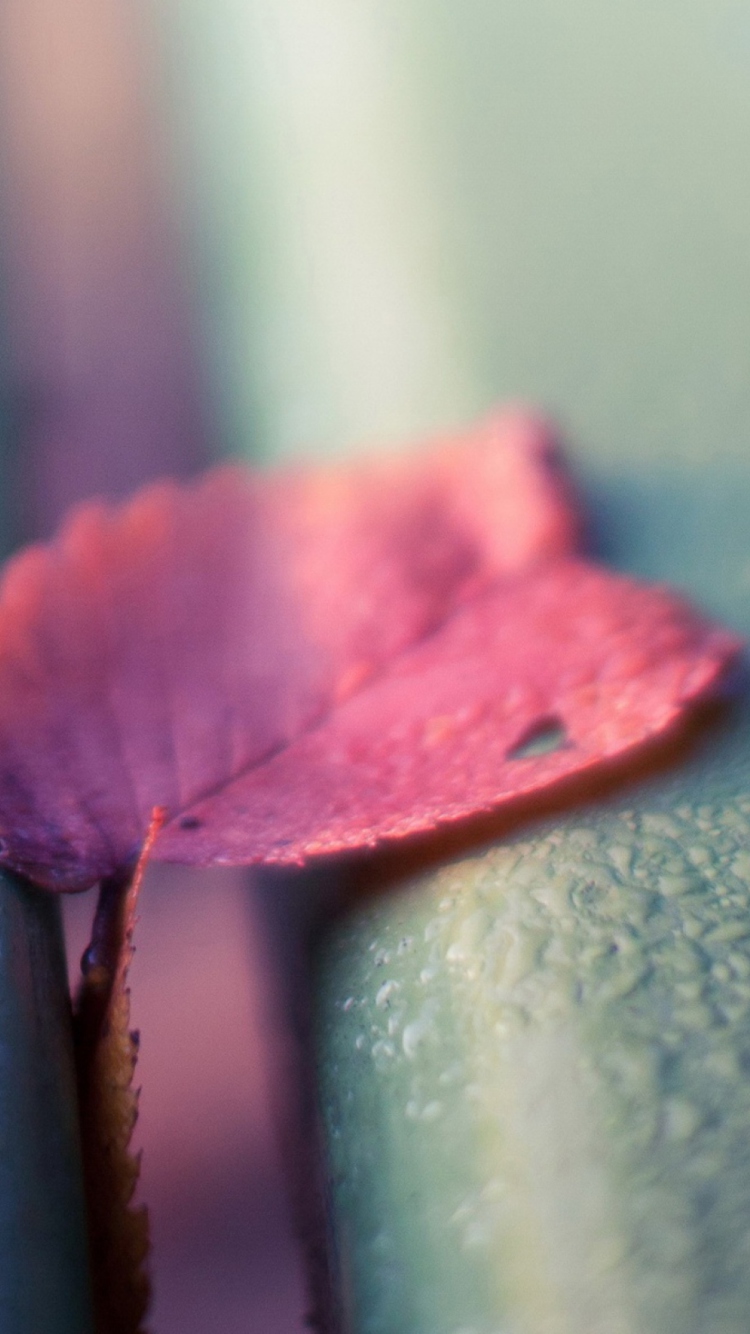 Pink Petal wallpaper 750x1334