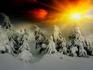 Fondo de pantalla Winter Shine 320x240