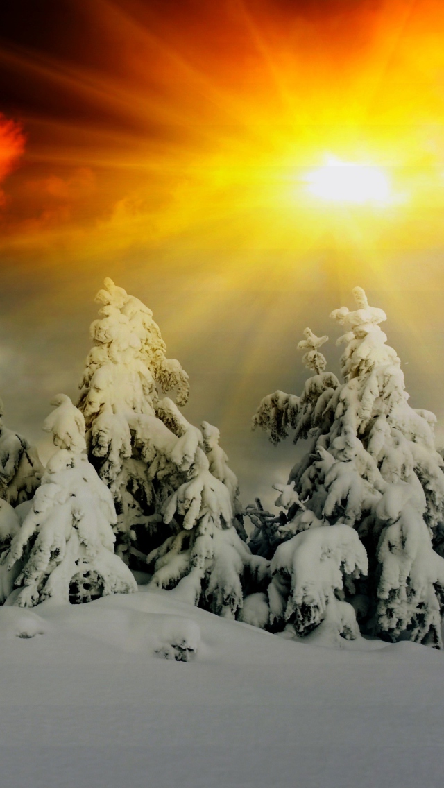 Winter Shine wallpaper 640x1136
