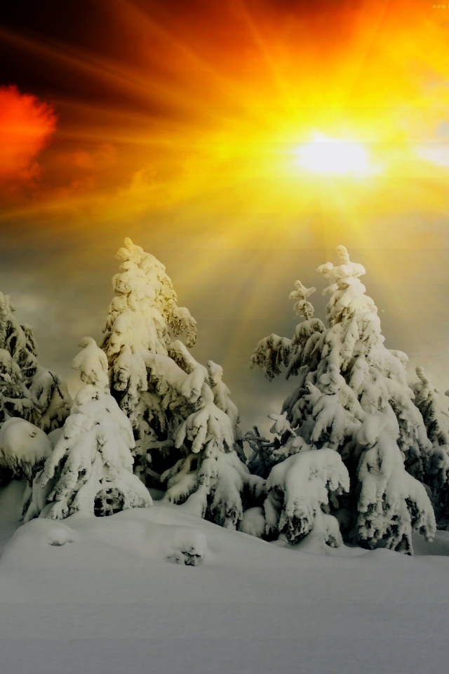 Das Winter Shine Wallpaper 640x960