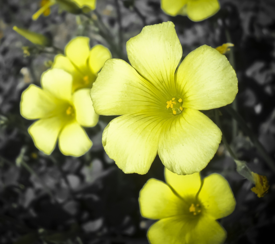 Sfondi Yellow Flowers 1080x960