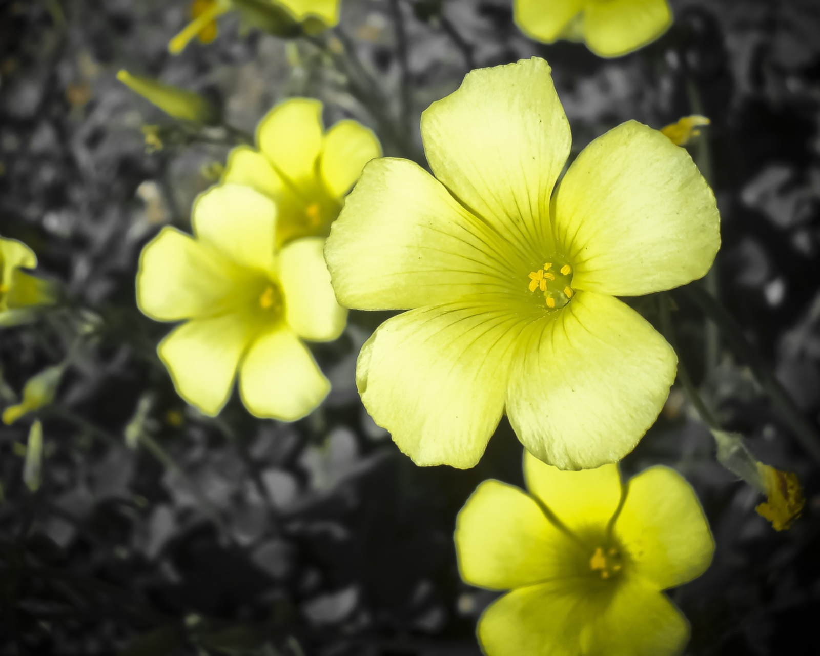 Fondo de pantalla Yellow Flowers 1600x1280