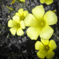 Screenshot №1 pro téma Yellow Flowers 208x208