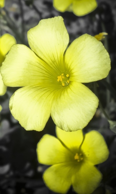 Das Yellow Flowers Wallpaper 240x400